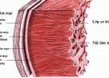 Viêm ngoại tâm mạc – Nguyên nhân gây bệnh, triệu chứng và một số thực phẩm hỗ trợ điều trị bệnh
