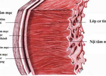 Viêm ngoại tâm mạc – Nguyên nhân gây bệnh, triệu chứng và một số thực phẩm hỗ trợ điều trị bệnh