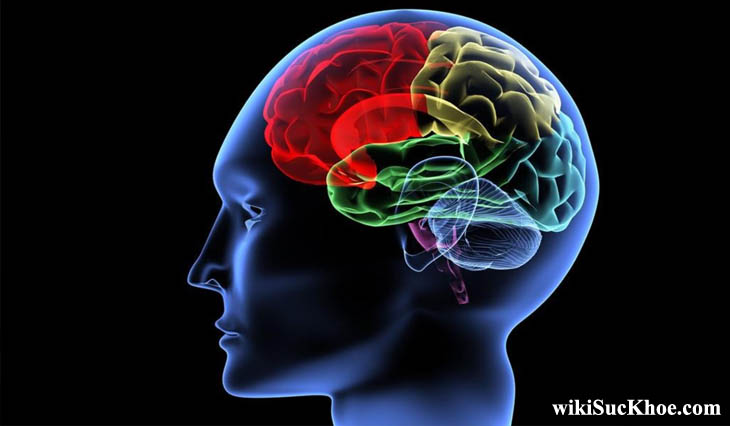 Bệnh chấn động não: Khái niệm, nguyên nhân, triệu chứng, điều trị, cách phòng ngừa
