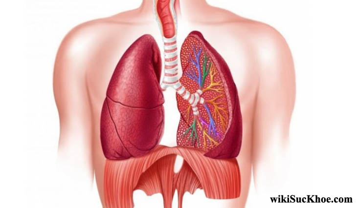 Bệnh phổi kẽ: Khái niệm, nguyên nhân, biểu hiện, điều trị, cách phòng ngừa