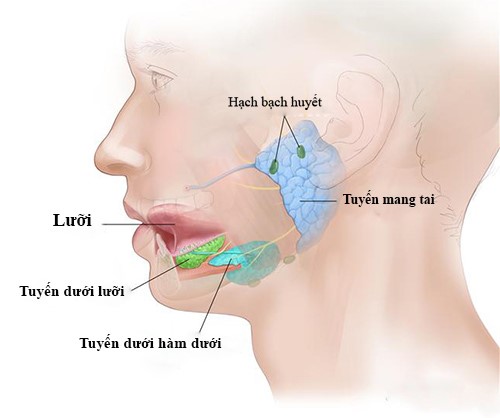 Bệnh ung thư tuyến nước bọt có thể xảy ra ở nhiều vị trí