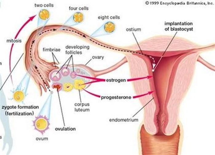 Bệnh viêm buồng trứng là một bệnh viêm nhiễm phụ khoa nguy hiểm