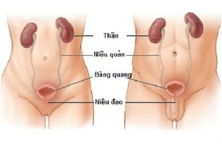 Bệnh xuất hiện cả ở nam giới và nữ giới