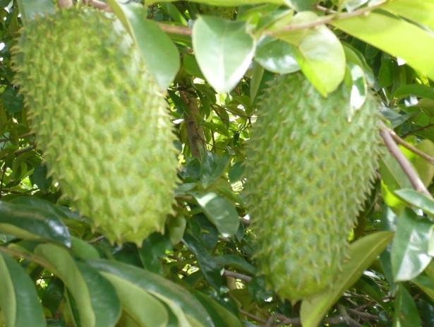 Cây bình bát chữa bệnh lao hiệu quả