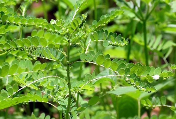 Cây chó đẻ chữa bệnh lao phổi