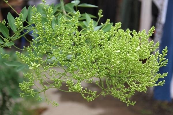 Cây hòe hoa làm bền vững thành mạch