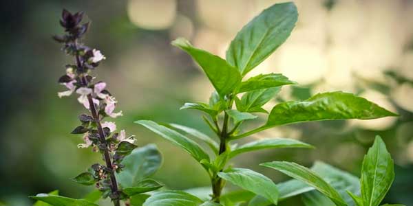 10 công dụng của cây hương nhu tía