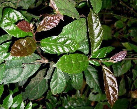 Cây xạ đen là loại cây giúp chữa bệnh ung thư gan