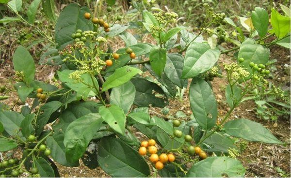 Cây xạ đen – hỗ trợ điều trị ung thư tuyến giáp