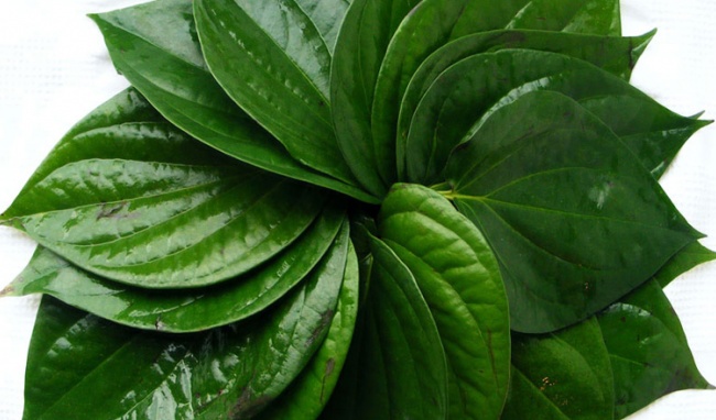 Lá trầu không chữa bệnh á sừng