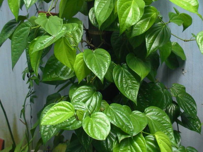 Dùng lá trầu không ngâm rửa giúp sát khuẩn da