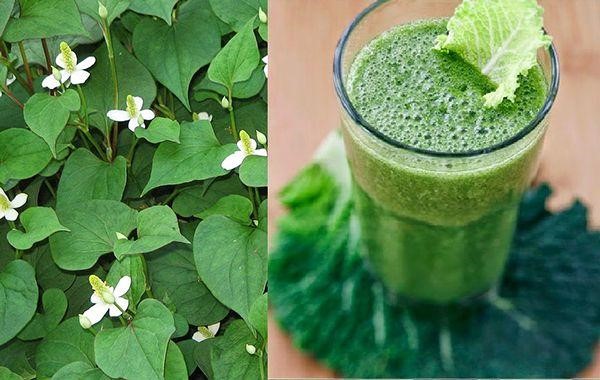 Phương pháp điều trị hiệu quả bằng rau diếp cá
