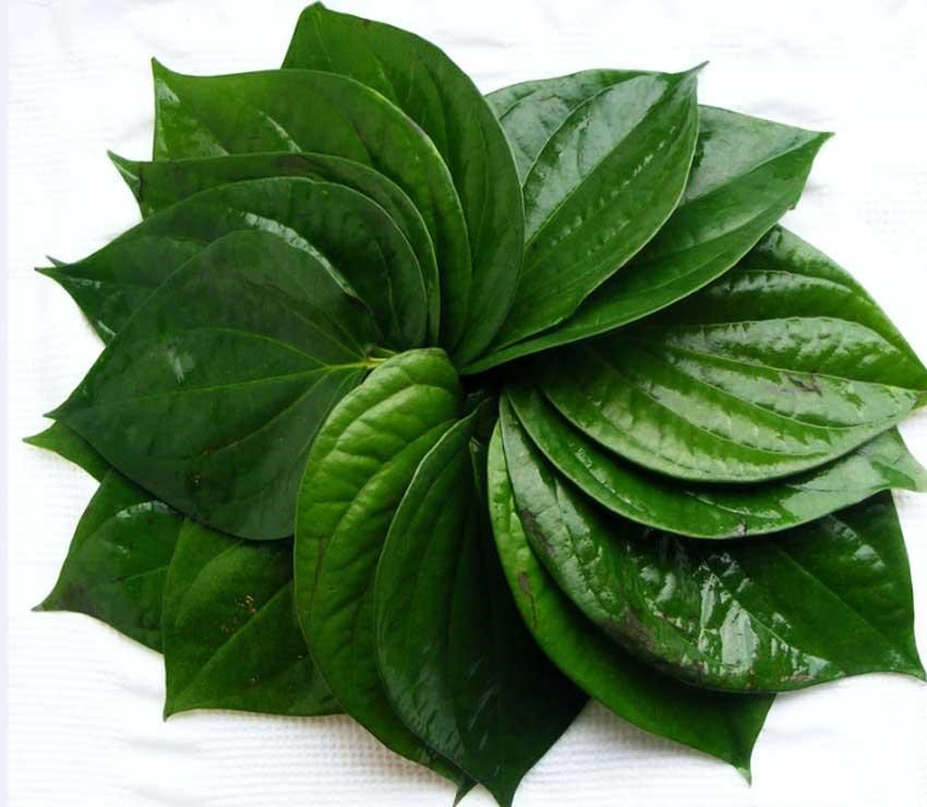 Điều trị thấp khớp bằng lá lốt
