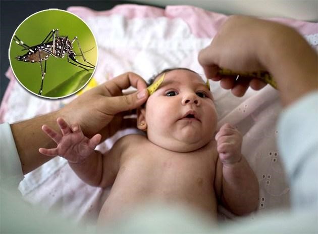 Gây ra bệnh teo não ở trẻ em khi truyền từ mẹ sang con