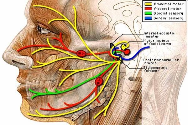 Giải phẫu đường đi dây thần kinh số VII.