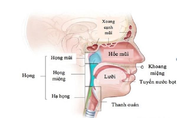 Hình ảnh giải phẫu mũi họng