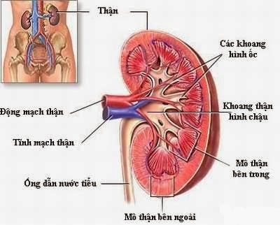 Hình ảnh của viêm cầu thận cấp tính