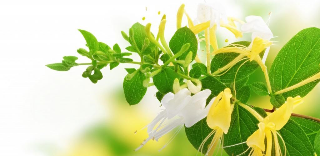 Hoa kim ngân là một vị thuốc nam điều trị viêm đường tiết niệu hiệu quả