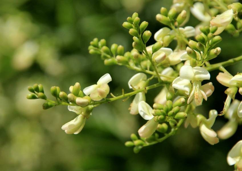 Hòe hoa giúp làm bền vững vành mạch