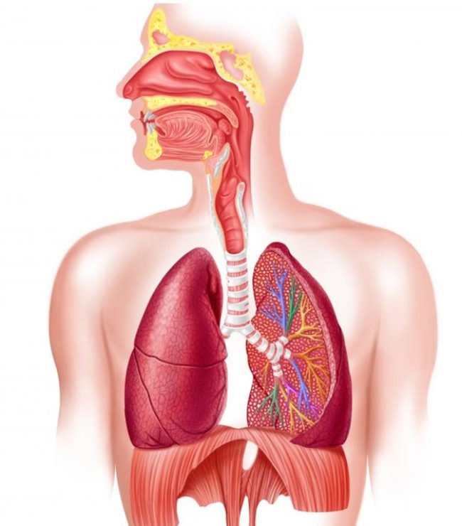 Kẽ phỗi khi bị tổn thương