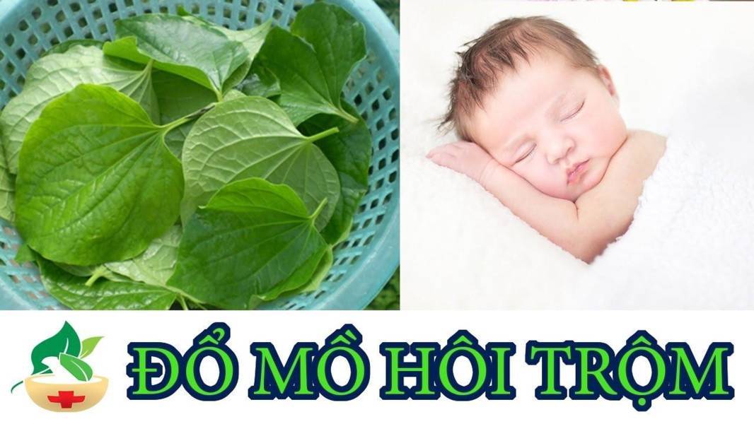Lá lốt có công dụng rất tốt trong việc điều trị bệnh mồ hôi trộm