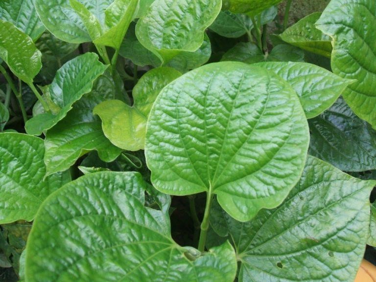 Lá lốt giúp điều trị bệnh viêm cổ tử cung