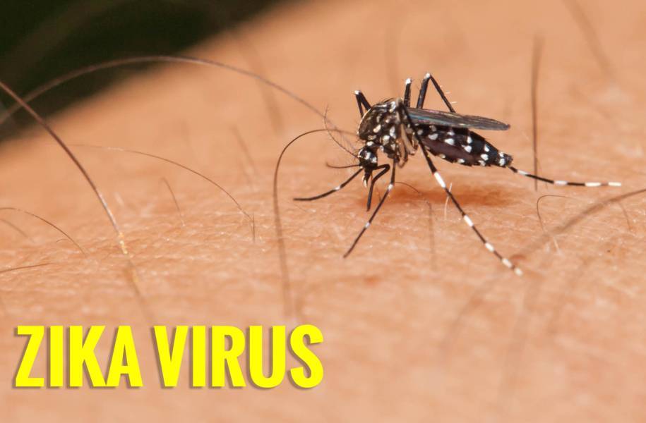 Muỗi nguyên nhân chính gây truyền nhiễm virus zika