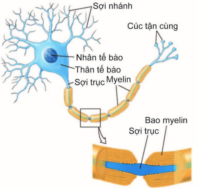 Nguyên nhân gây bệnh viêm đa dây thần kinh.