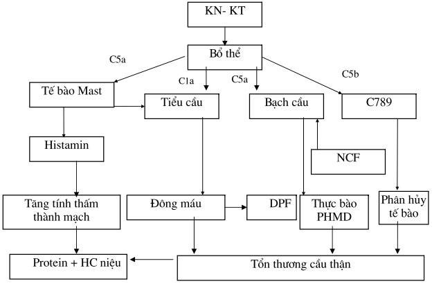 Sơ đồ viêm cầu thận cấp