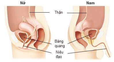 Tiếp xúc hóa chất cũng gây viêm nhiễm niệu đạo
