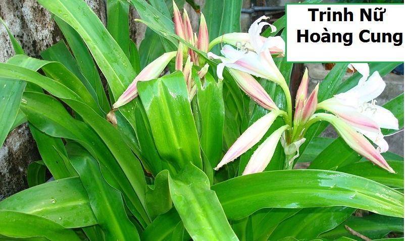 Trinh nữ hoàng cung hỗ trợ điều trị u nang buồng trứng